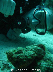Devil scorpionfish with a diver . by Rashad Elmasry 